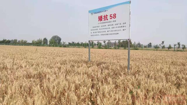 矮抗58后继有种茹振钢团队育出新的明星麦种