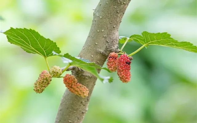 桑枝|颈椎病_新浪新闻