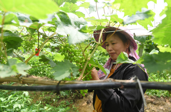 在广西东兰县武篆镇东里村，当地村民在“阳光玫瑰”葡萄基地管护葡萄（5月7日摄）。 新华社记者陆波岸摄
