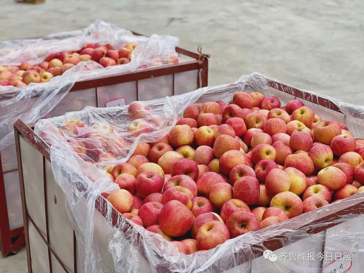 日照这个村400多吨苹果滞销200多户果农盼销路