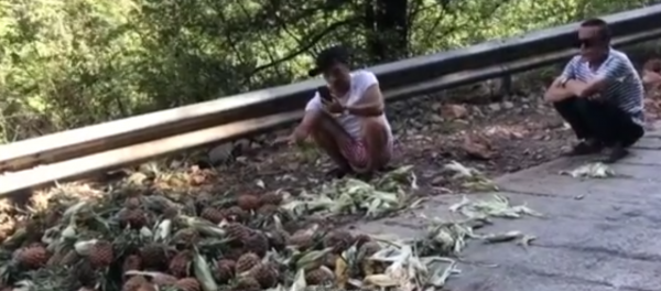 主播吃播云南象群吃剩的菠萝，被骂了休闲区蓝鸢梦想 - Www.slyday.coM