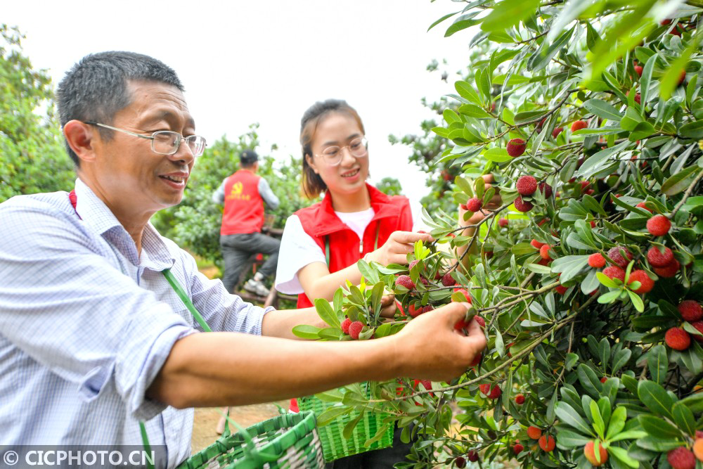 2021年6月2日,浙江省湖州市长兴县夹浦镇父子岭村杨梅帮扶基地,当员