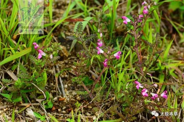 凤尾参,能补气血,强筋骨,健脾胃