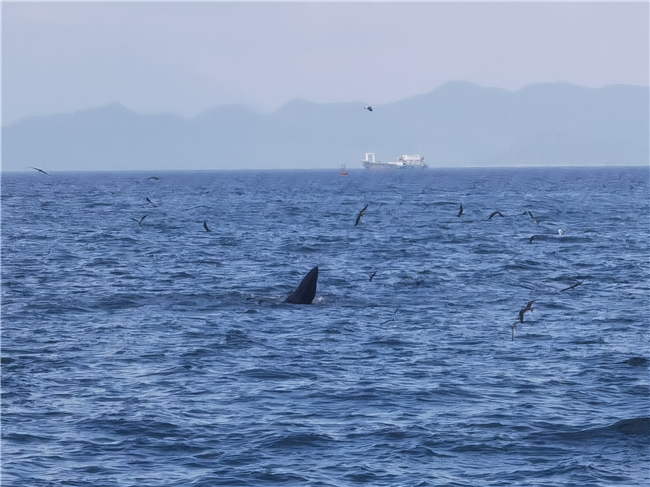 深圳大鹏新区沙渔涌海滩附近为什么有鲸鱼？深圳大鹏发现鲸鱼原因介绍