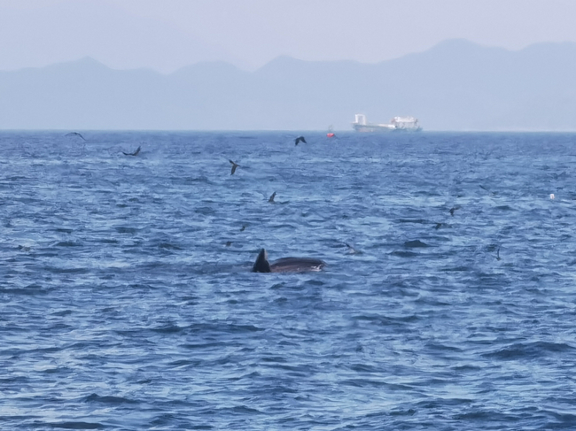 深圳大鹏新区沙渔涌海滩附近为什么有鲸鱼？深圳大鹏发现鲸鱼原因介绍