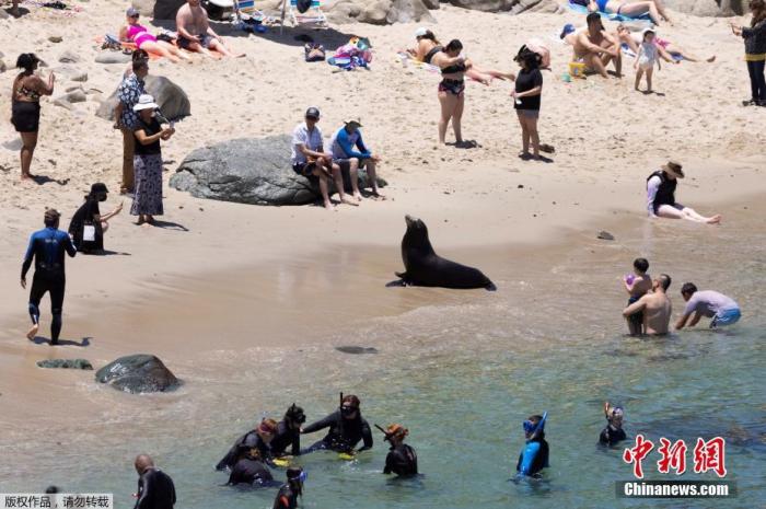 On June 10, local time, during the new crown pneumonia epidemic, California's tourism industry began to recover. A large number of tourists went to the beach to enjoy the sun. Coincidentally, a sea lion also chose to bask here.