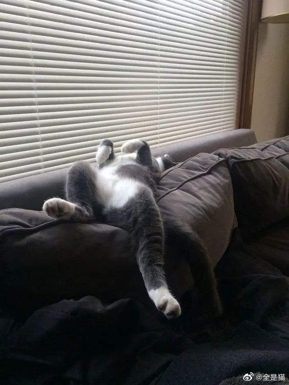 懒猫们睡得四仰八叉!像不像你天天很困的样子!