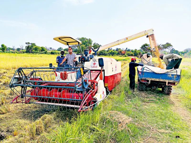 援助冈比亚水稻专家杜应超驾驶收割机收割杂交水稻图片来源：大公报