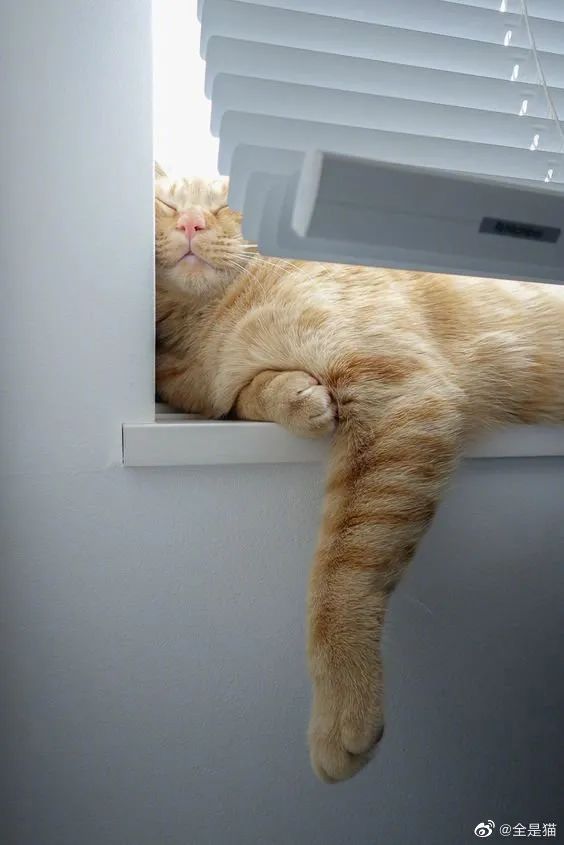 懒猫们睡得四仰八叉!像不像你天天很困的样子!
