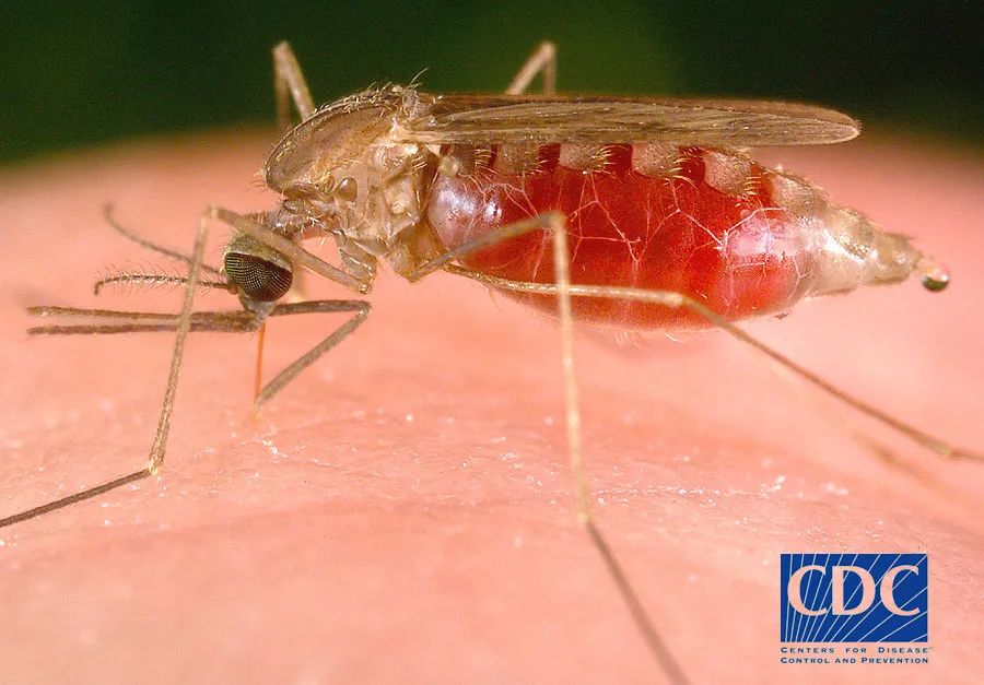图片说明：正在吸血的按蚊图片来源：美国疾控中心官网