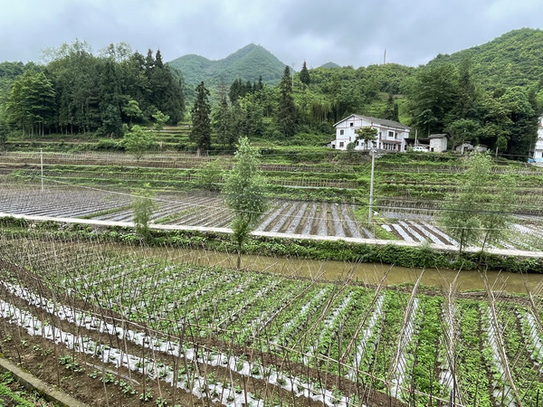 桐梓茅石镇:千亩蔬菜基地绘就乡村振兴美丽画卷