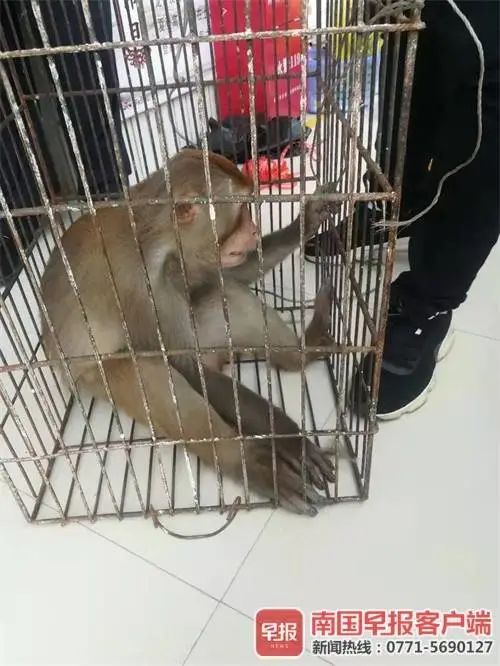 ▲“落网”的猴子是一只成年雄性猕猴，属于国家二级保护动物。网友李先生提供