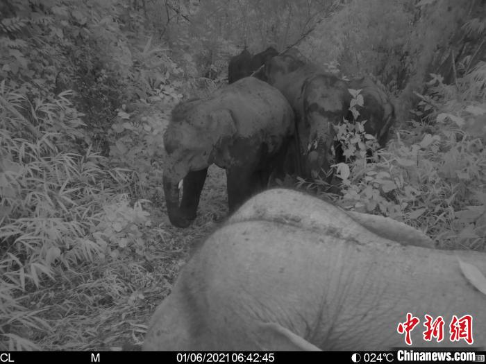 图为监测到的野生亚洲象群。邓云 摄