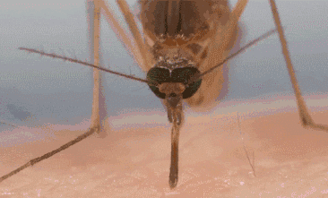 蚊子飞动图图片