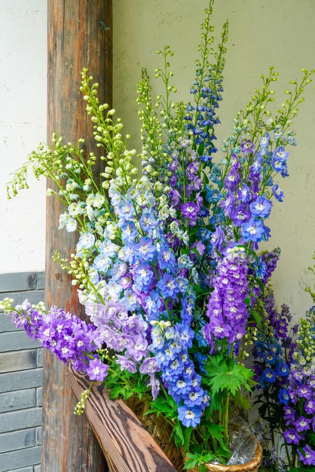 花博会三千株大飞燕进入最佳观赏期崇明园内刮起蓝紫旋风