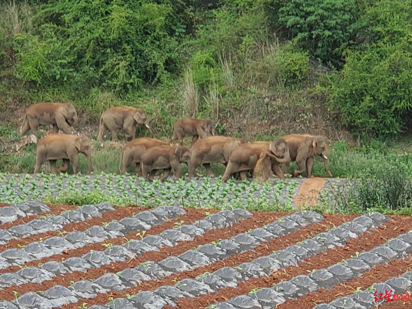 ↑6月3日17时26分，经过围堵加食诱的方法，15头大象从山坳里走出。