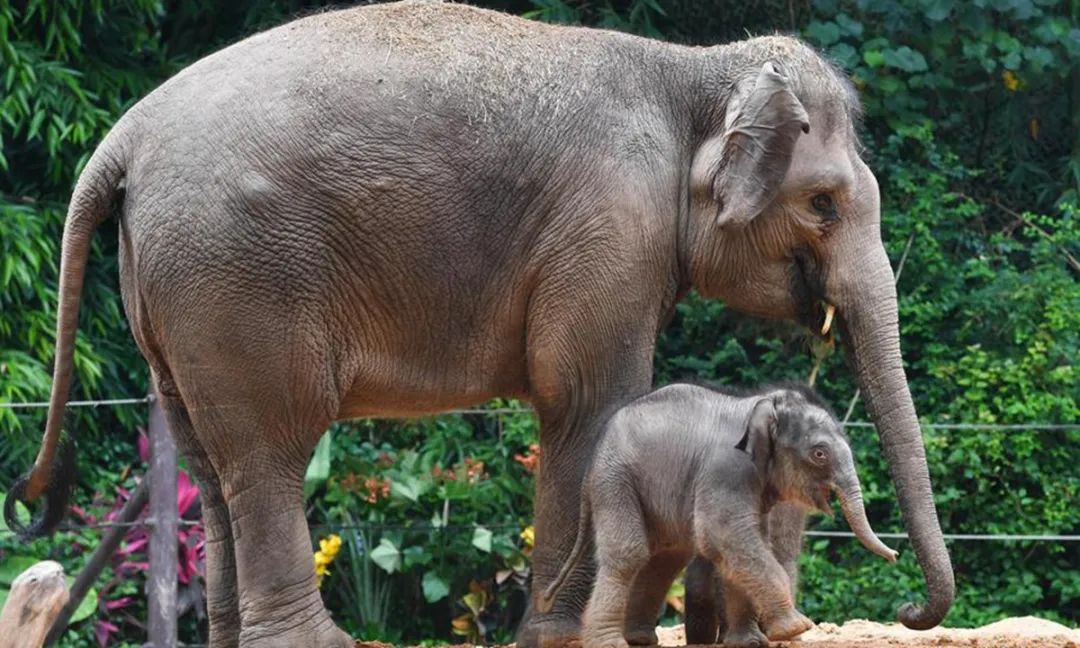 掀翻鸟笼,踩扁小鸡,踩坏院里的猪圈之后,还要用鼻子狂抽小猪