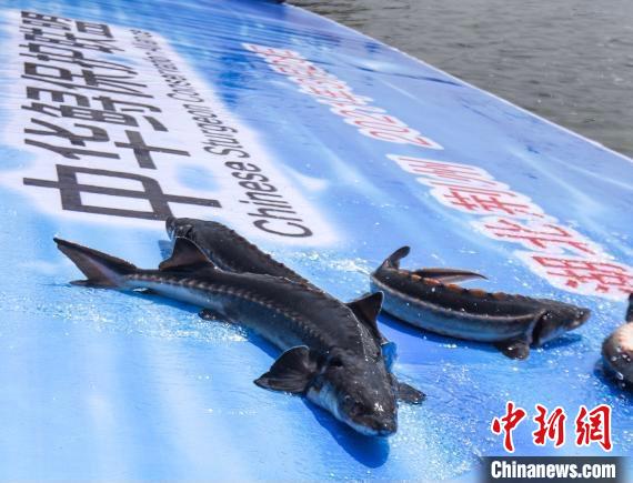 对一起涉中华鲟,危害珍贵濒危野生动物案