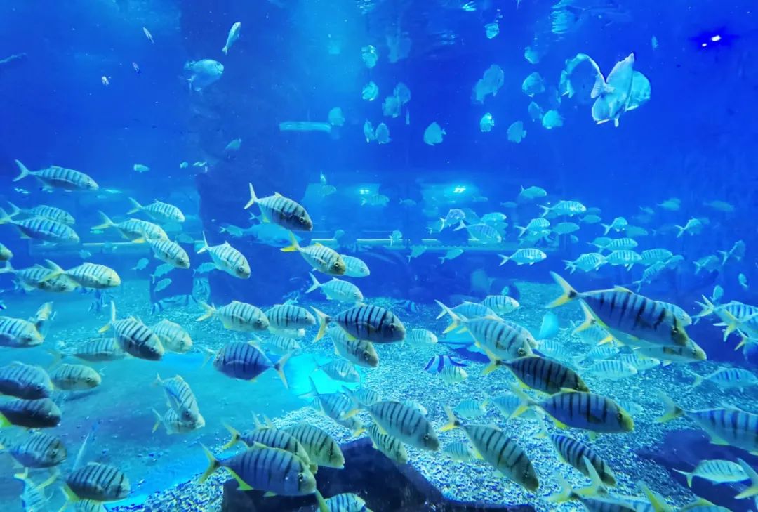 靠近城区!|海洋公园|东莞市_新浪新闻