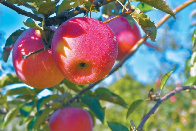 调查|舌尖上的记忆回来了,"消失"的老北京水果正在复兴