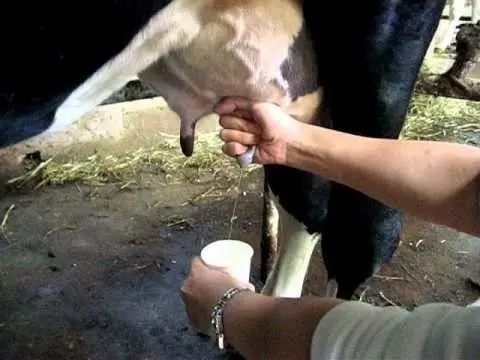 为啥没人喝猪奶?