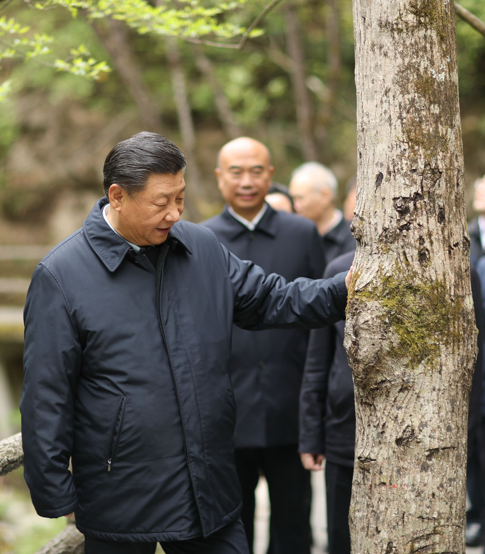 2020年4月20日至23日,习近平在陕西考察。这是4月20日,习近平在位于商洛市柞水县的秦岭牛背梁国家级自然保护区,考察秦岭生态保护情况。