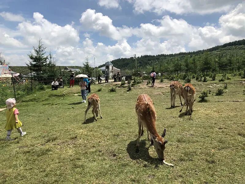 67跟晚报go高人气线路周末一起去元古堆喂鹿吧
