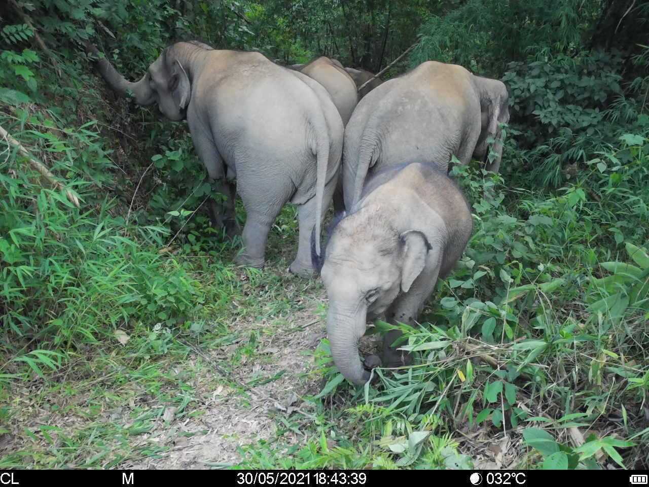 野生亚洲象群。图片来源：人民日报