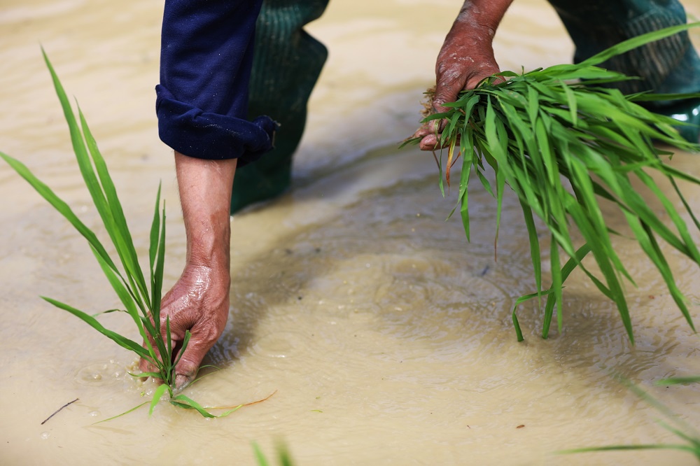 族自治润溪乡麻池村1组的梯田里一片繁忙,村民们抢抓农时,抢插稻秧