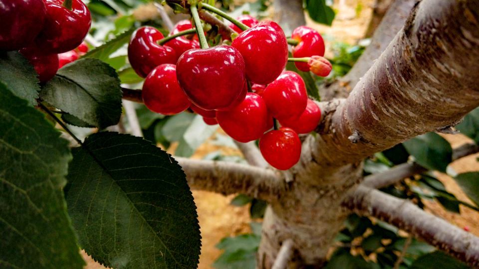 作为"北方第一枝"的烟台大樱桃已在全国家喻户晓,烟台樱桃之乡的美誉