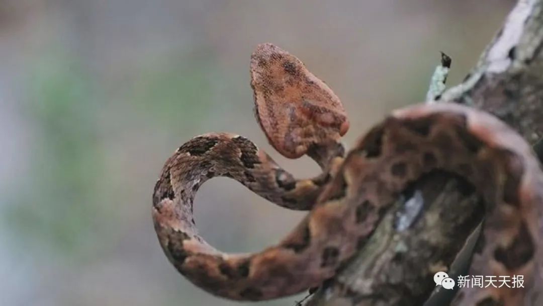 夏季小心蛇出没被蛇咬伤如何急救医生来支招