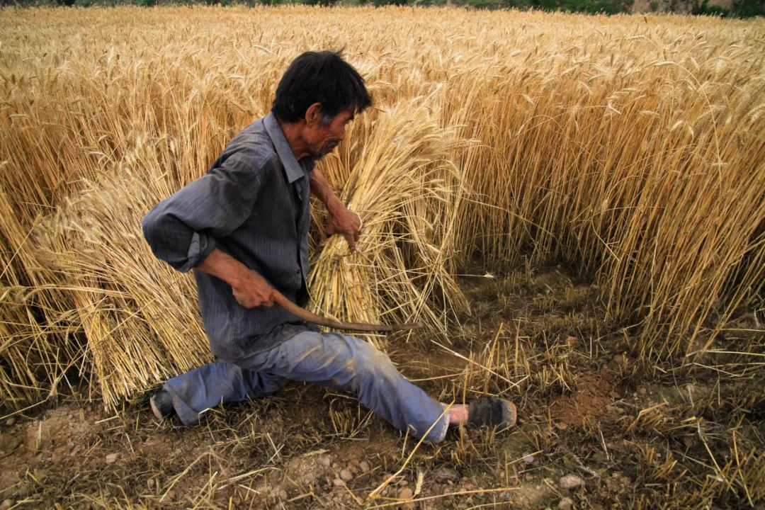 今日芒种还记得麦客和拾穗者吗草地二十四节气