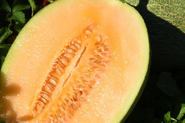 吃瓜么这夏天第一波哈密瓜特别甜润清脆多汁还巨便宜