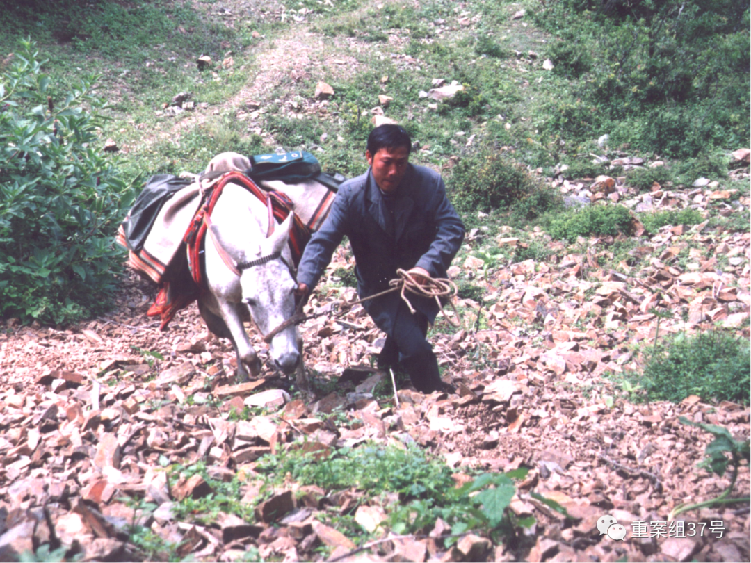  ▲王顺友牵着马爬山。图源：四川邮政