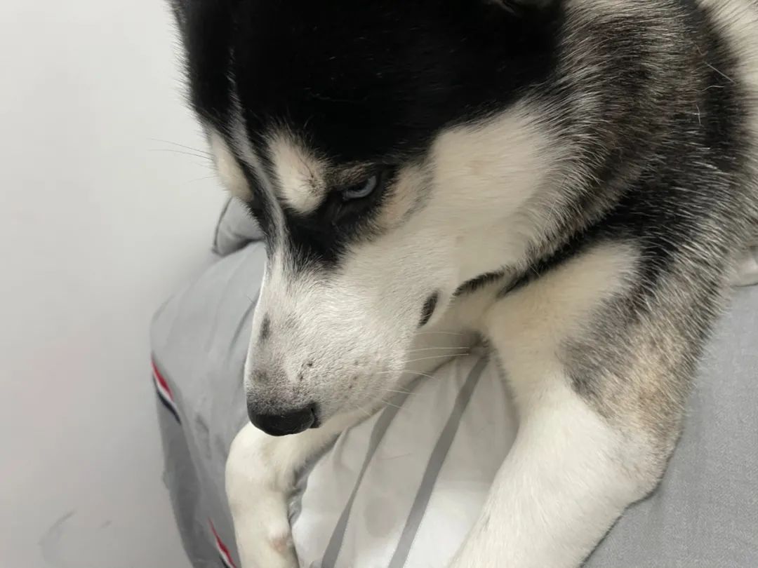 哈士奇_新浪新闻