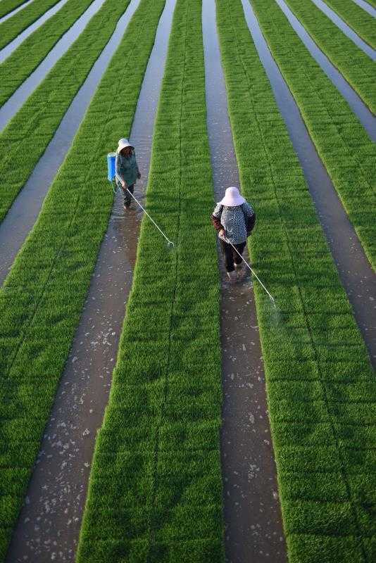 芒种忙种!鲁南粮仓郯城现代农民忙活秧苗打药