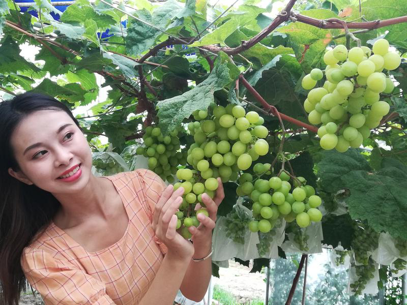 届时,美女网红主播将通过云端向网友直播带货,帮助果农打开荔枝销路.