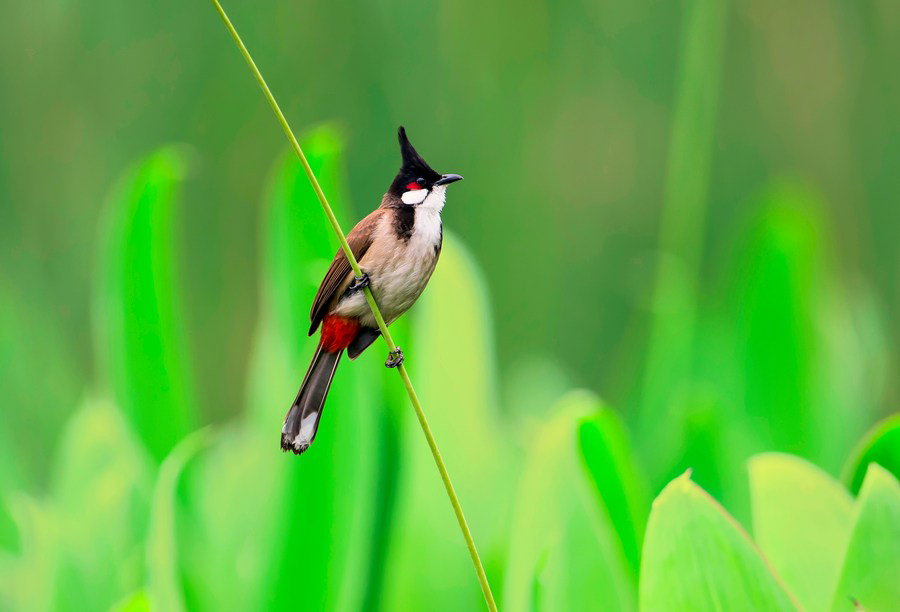 鸟鸣城中央——中国超大城市广州人鸟和谐共生记