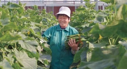 农民正在中国农科院寿光蔬菜研发中心玻璃智能温室里