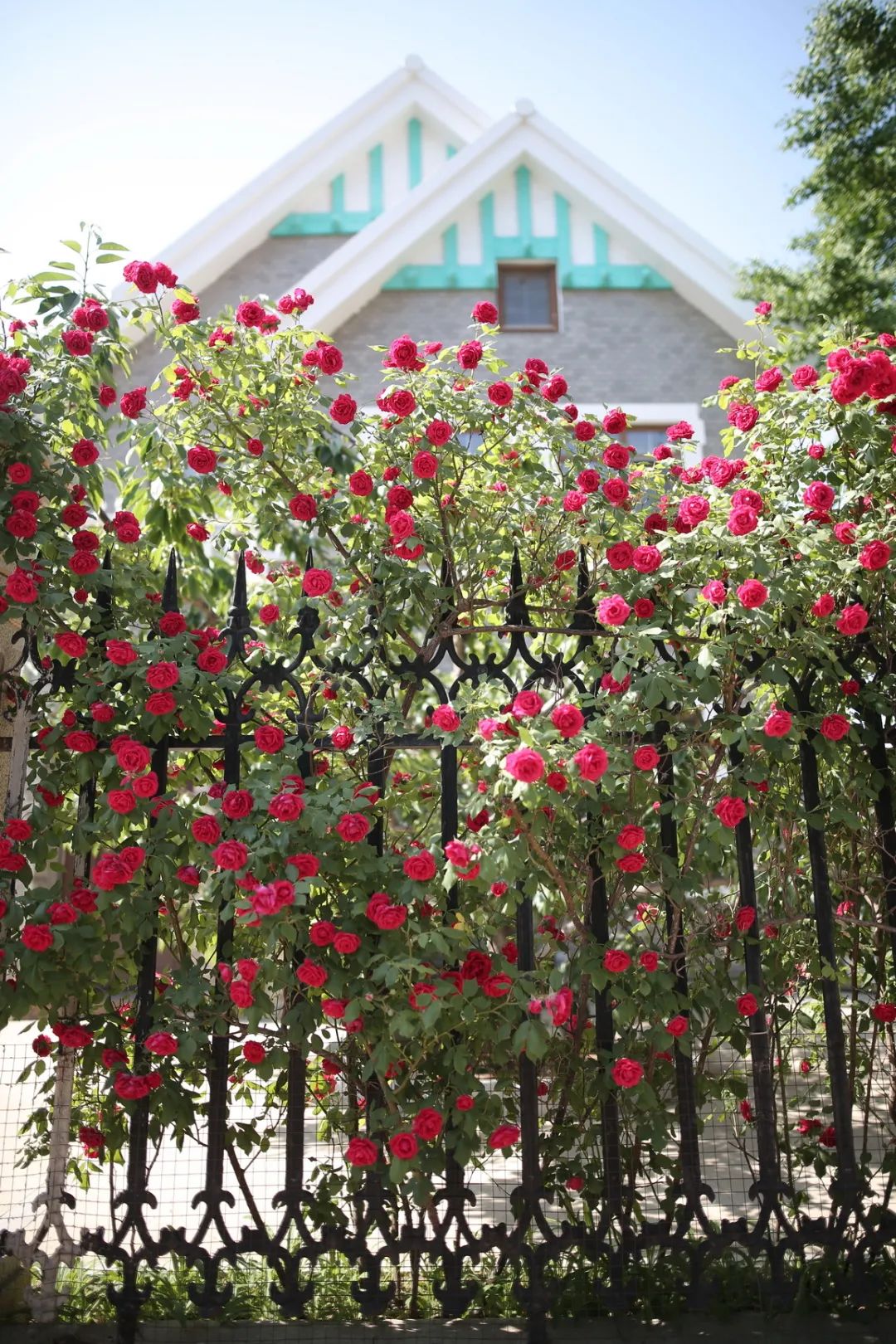 大连:20000米鲜花墙来了!