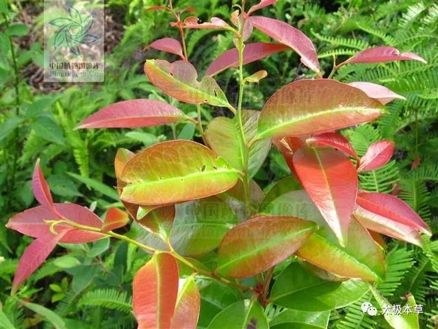 通经活络,散瘀消肿.主治跌打损伤,扭伤