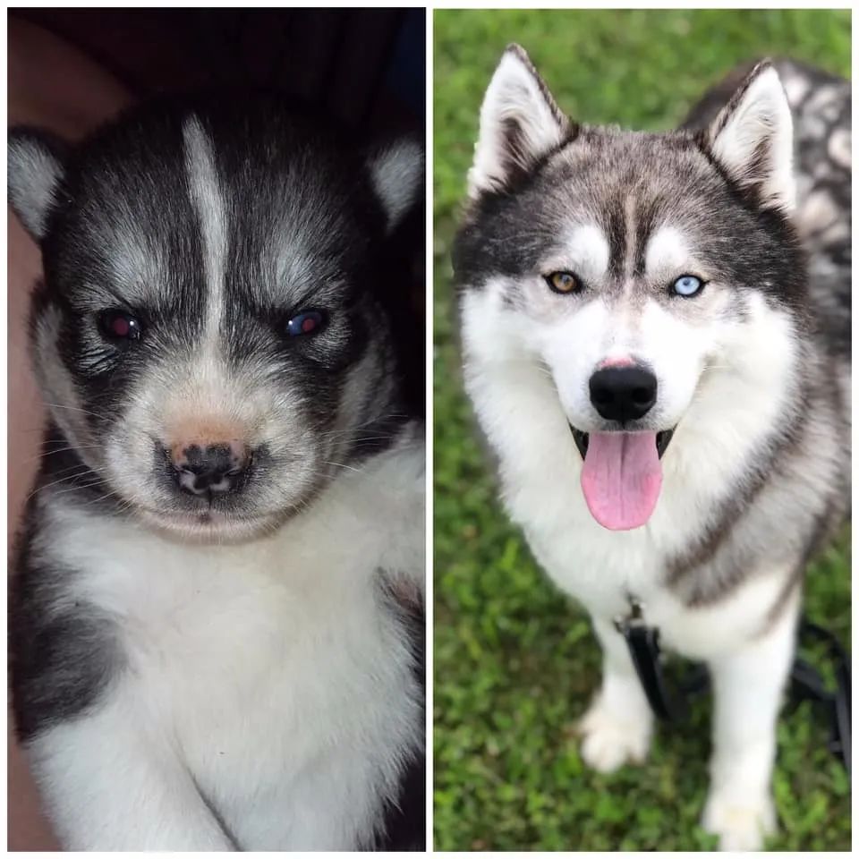 小时候超丑的哈士奇长大后居然是这种高颜值的狗子不可思议