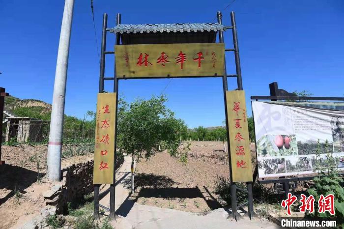 【网络媒体革命老区行】山西临县41岁枣农和他的千年枣林