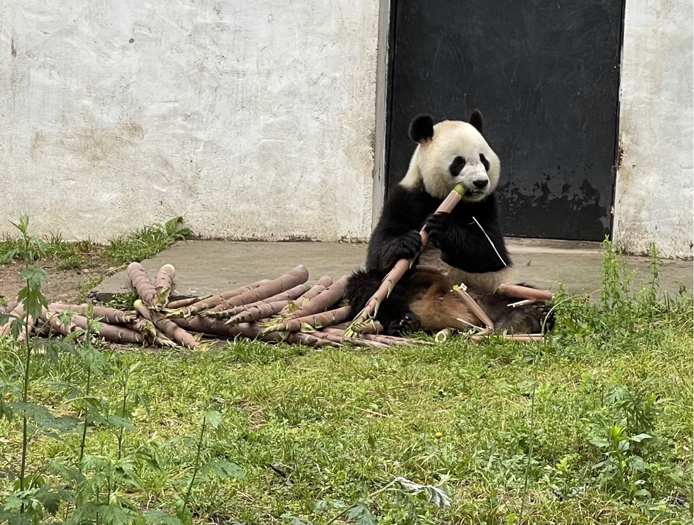 熊猫惬意地吃着新鲜竹笋  图/时代周报记者陈佳慧摄