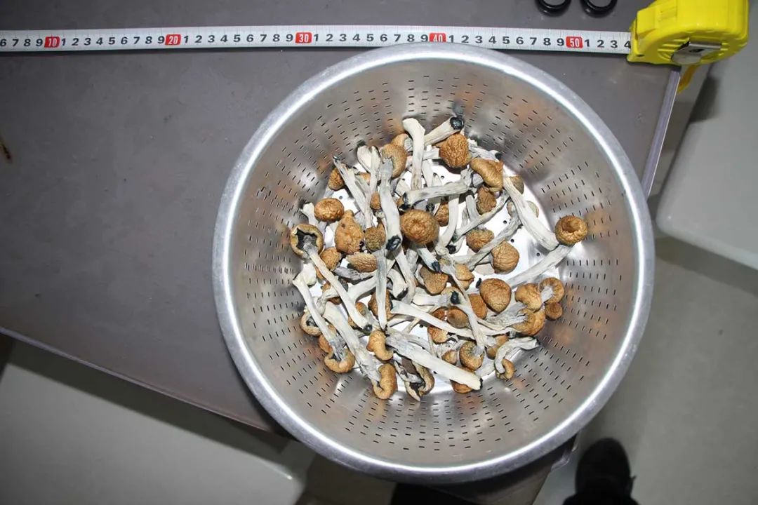 小心，这是毒品蘑菇！山东烟台警方破获一起新型致幻毒品案休闲区蓝鸢梦想 - Www.slyday.coM