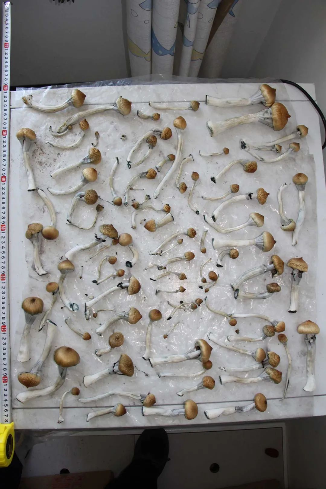 小心，这是毒品蘑菇！山东烟台警方破获一起新型致幻毒品案休闲区蓝鸢梦想 - Www.slyday.coM