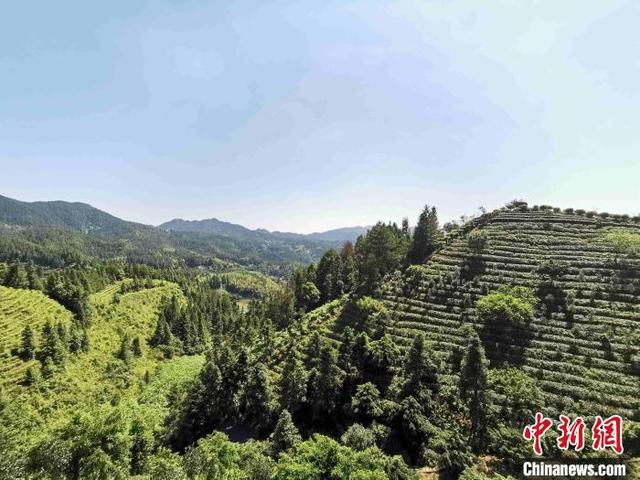 崇山峻岭之间,清泉镇打造的万亩茶叶观光园. 付敬懿 摄