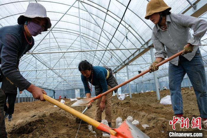 西藏波密县农牧民在大棚种植灵芝菌袋。江飞波 摄