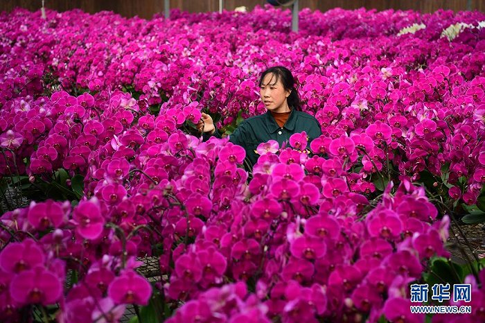 西安市长安区西安鲜花港的工作人员李丽在温室内查看蝴蝶兰（2018年3月9日摄）。新华社记者 邵瑞 摄