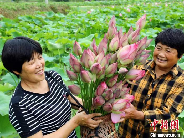 莲农们采摘的荷花。沈恒阳 摄